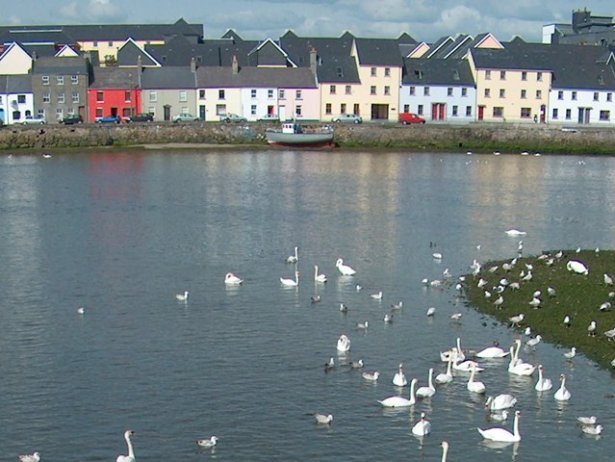 /Cisnes en Galway