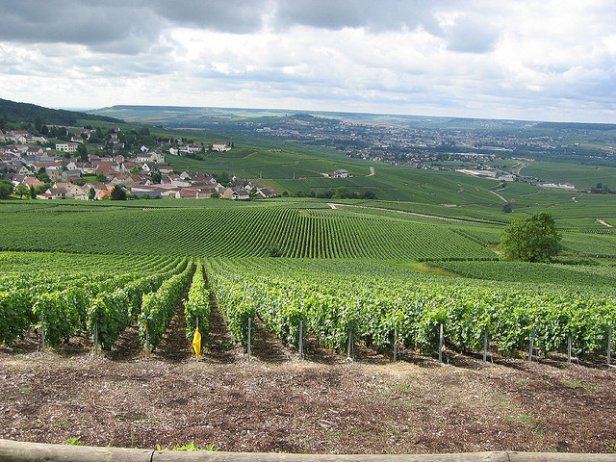/Viñas de Champagne
